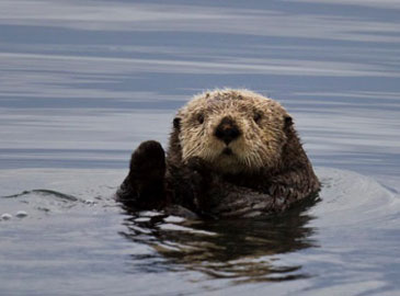 otter